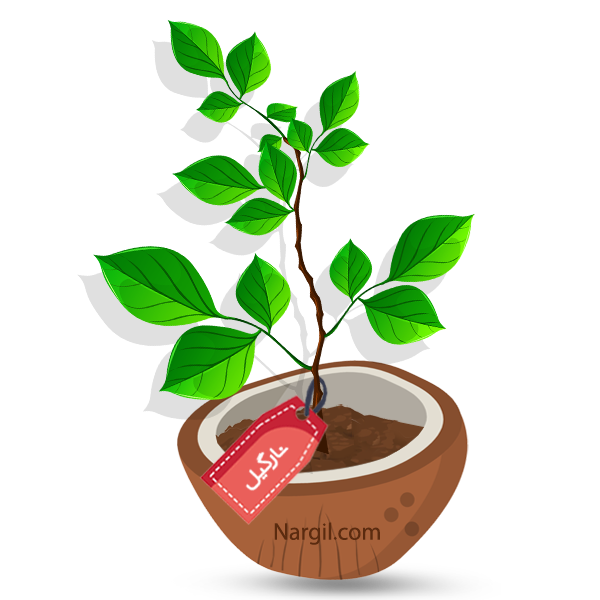  Nargil -  Boston ivy